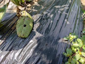 アリの大量発生