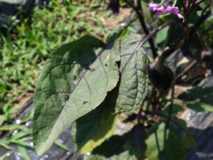アリの大量発生